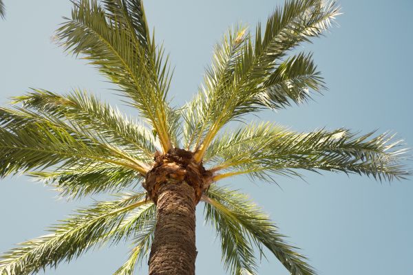 Cost of Palm Tree Pruning in Redwood City