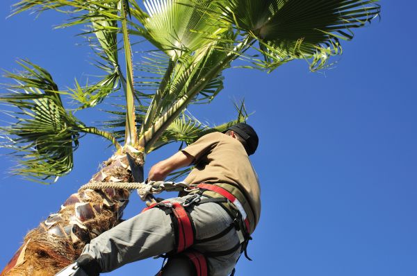 Cost of Palm Tree Trimming in Redwood City