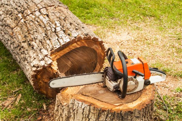 Cost of Tree Cutting Service in Redwood City