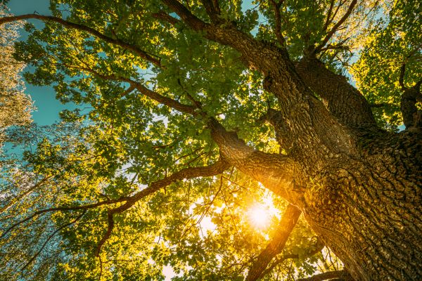 Cost of Oak Tree Pruning in Redwood City