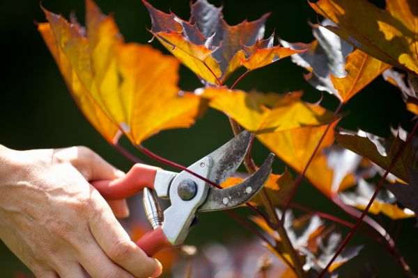 Cost of Maple Tree Pruning in Redwood City