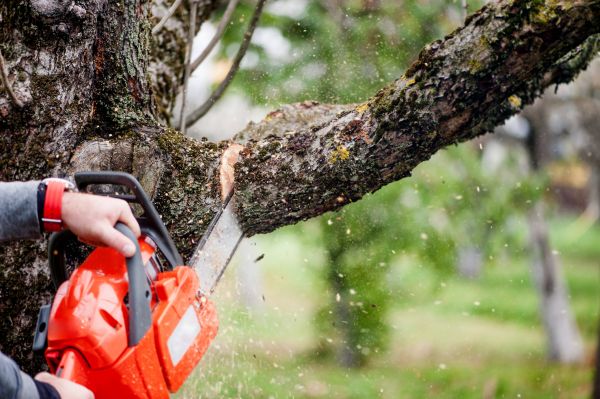 Cost of Tree Limbs Removal in Redwood City
