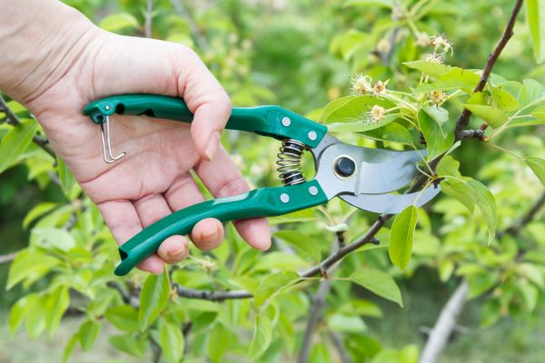 Cost of Pear Tree Pruning in Redwood City