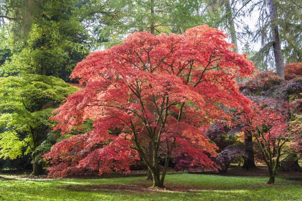 Cost of Japanese Maple Pruning in Redwood City