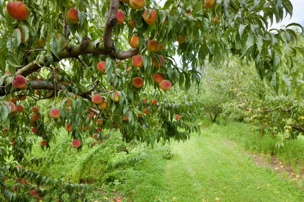 Cost of Peach Tree Pruning in Redwood City