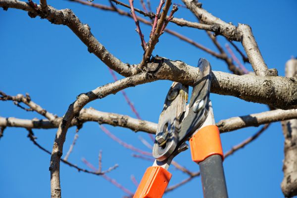 Cost of Peach Tree Trimming in Redwood City