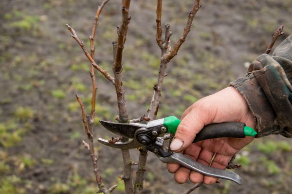 Cost of Pear Trees Pruning in Redwood City
