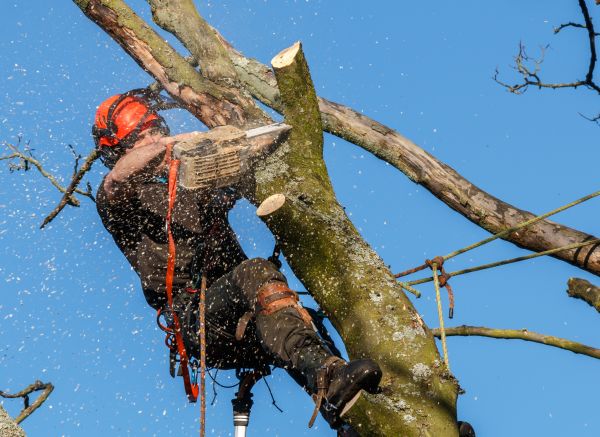 Cost of Tree Trimming Service in Redwood City