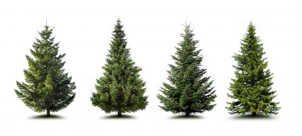 Cost of Pine Tree Trimming in Redwood City