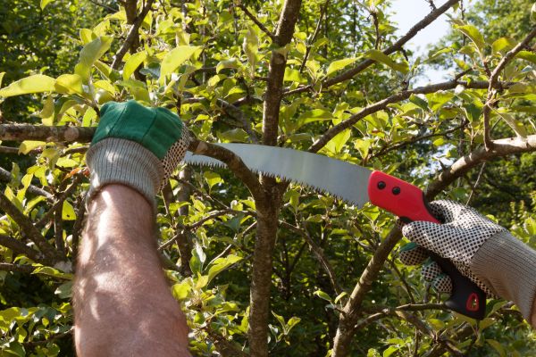 Cost of Apple Tree Trimming in Redwood City