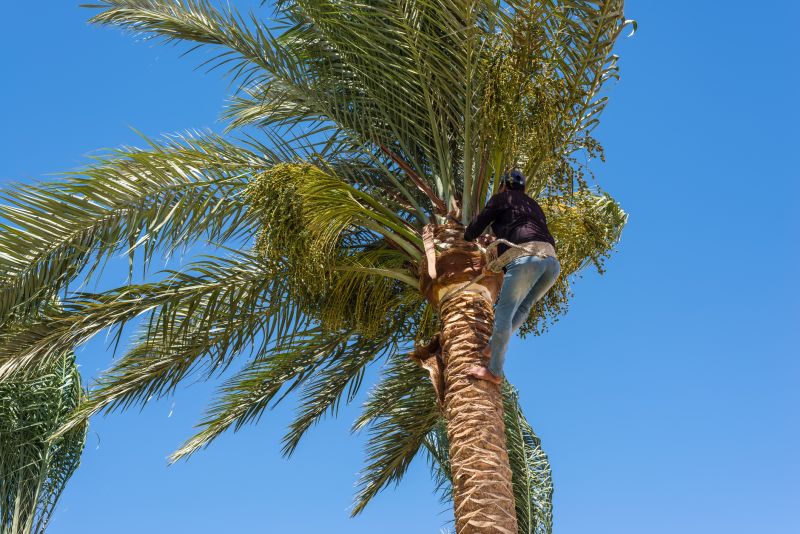Palm Tree Pruning