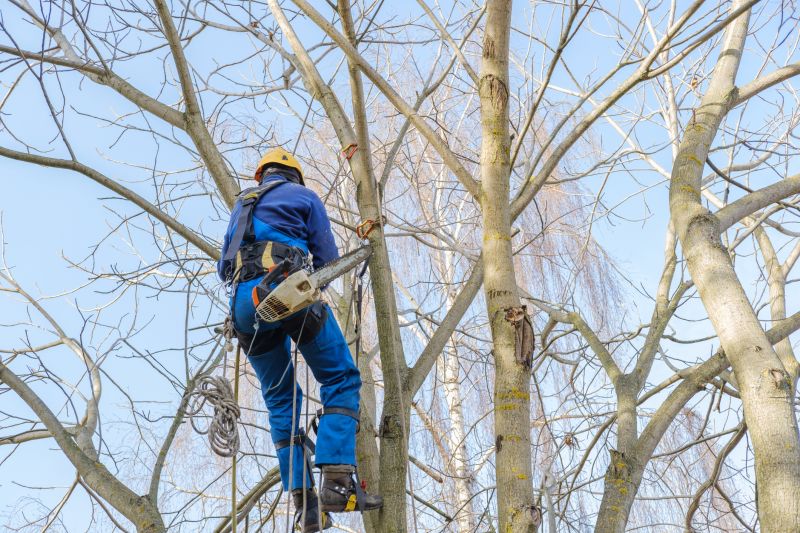 Tree Trimming in Winter