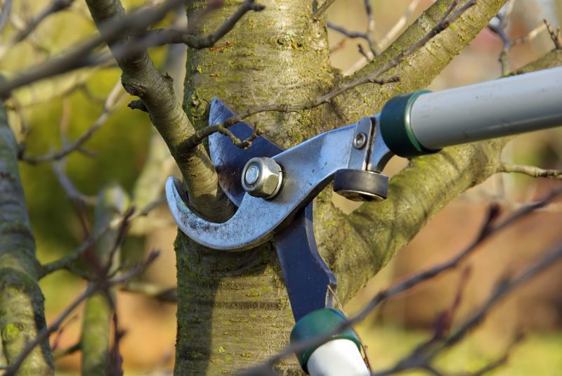 Spring Tree Pruning