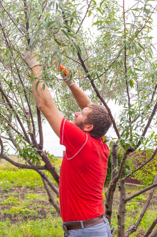 Healthy Tree with Proper Trimming